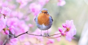 Spring Bird Festival in Toronto